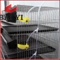 Sistema automático de água Quail Barreding Cages